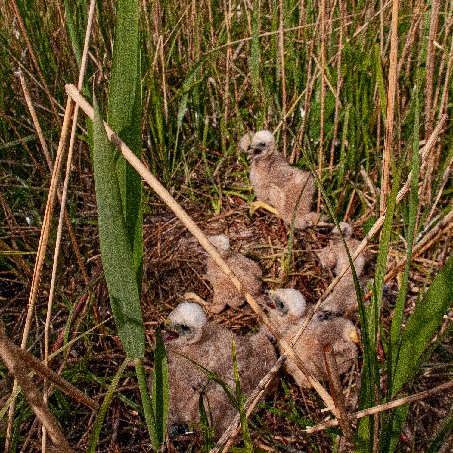 Nid de Busards des roseaux contenant 5 poussins, Réserve Naturelle de Mont-Bernanchon, Hauts de France.